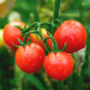 Huge Red Tomato Seeds