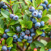 Bilberry Seeds, Vaccinium myrtillus