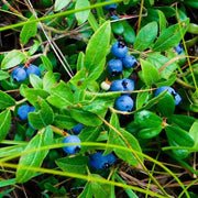 Bilberry Seeds, Vaccinium myrtillus