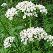 Valerian Seeds - for Home Gardens Seeds