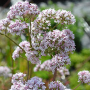 Heliotrope Valerian Seeds, Herbal