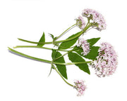Heliotrope Valerian Seeds, Herbal