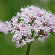 Lubelski Valerian Seeds