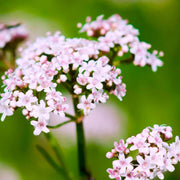 Lubelski Valerian Seeds