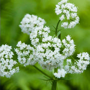 Valerian Seeds - for Home Gardens Seeds