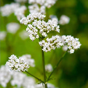 Valerian Seeds - for Home Gardens Seeds