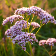 Heliotrope Valerian Seeds, Herbal