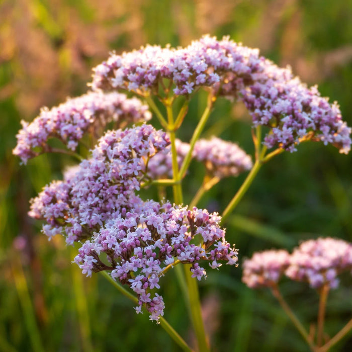 Heliotrope Valerian Seeds, Herbal