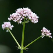 Lubelski Valerian Seeds