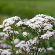 Valerian Seeds - for Home Gardens Seeds