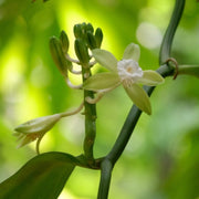 Exotic Bean Vanilla Seeds