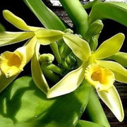 Exotic Bean Vanilla Seeds