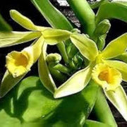 Planifolia Orchid Vanilla Seeds