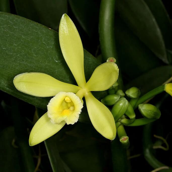 Exotic Bean Vanilla Seeds