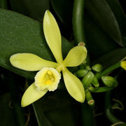 Exotic Bean Vanilla Seeds