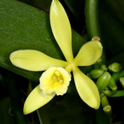 Planifolia Orchid Vanilla Seeds