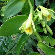 Exotic Bean Vanilla Seeds