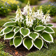 Variegated White Green Hosta Seeds