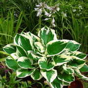 Hosta Seeds – Hosta spp.