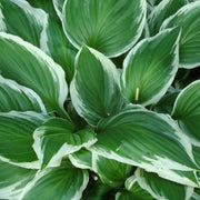 Variegated Hosta Seeds - Flower Plant