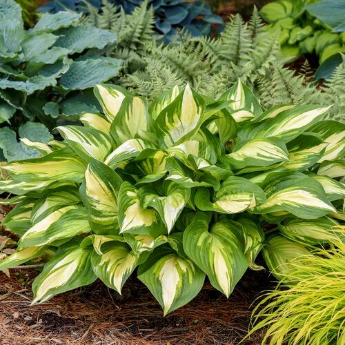 Variegated Hosta Seeds - Flower Plant