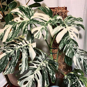Variegated Monstera Seeds - Tropical Ornamental Houseplant Seeds