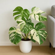 Variegated Monstera Seeds - Tropical Ornamental Houseplant Seeds