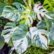 Variegated Monstera Seeds - Tropical Ornamental Houseplant Seeds