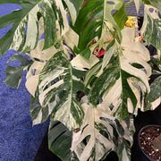 Variegated Monstera Seeds - Tropical Ornamental Houseplant Seeds