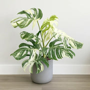 Variegated Monstera Seeds - Tropical Ornamental Houseplant Seeds