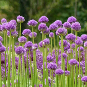 Variegated Society Garlic Seeds - Herbal Plant
