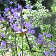 Variegated Society Garlic Seeds - Herbal Plant