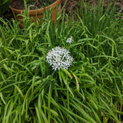 Variegated Society Garlic Seeds - Herbal Plant