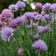 Variegated Society Garlic Seeds - Herbal Plant