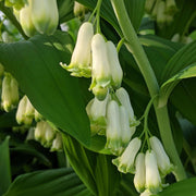 Variegated Solomon's Seal Seeds