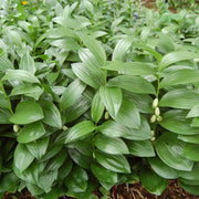 Variegated Solomon's Seal Seeds