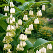 Variegated Solomon's Seal Seeds