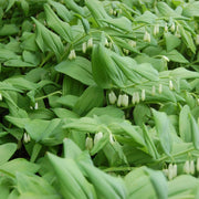 Variegated Solomon's Seal Seeds