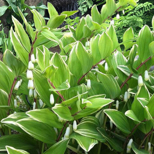 Variegated Solomon's Seal Seeds
