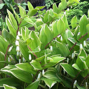 Variegated Solomon's Seal Seeds