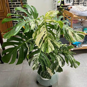Variegated Seeds, Monstera deliciosa