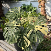 Variegated Seeds, Monstera deliciosa
