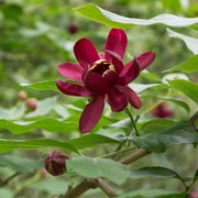 Sweet Shrub Carolina Allspice Seeds
