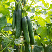 Vegetable Cucumber Seeds