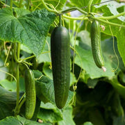 Vegetable Cucumber Seeds