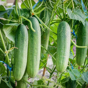 Vegetable Cucumber Seeds
