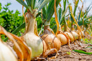 Onion Seeds – Allium cepa