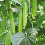 Vegetable Garden Starter Pack Kit
