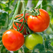 Vegetable Garden Starter Pack Kit