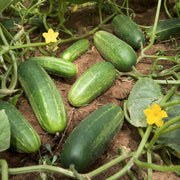 Vegetable Starter Gardens Kit